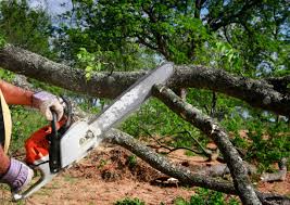 Best Emergency Tree Removal  in Rion Center, MA